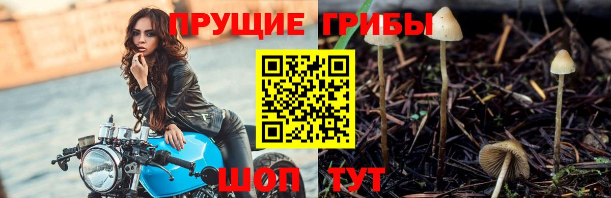 Галлюциногенные грибы Psilocybine cubensis  Вход с VPN  Красноармейск  Псилоцибиновые грибы Cubensis 